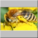 Colletes fodiens - Seidenbiene w001c 8mm - OS-Wallenhorst-Sandgrube-det.jpg